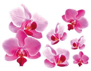 Wall sticker - Pink Orchid