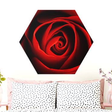 Forex hexagon - Lovely Rose