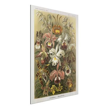Print on aluminium - Vintage Board Orchid