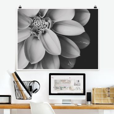 Poster - In The Heart Of A Dahlia Black And White