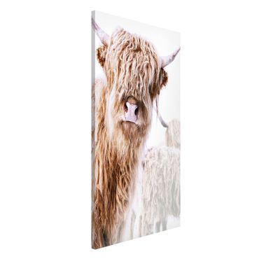 Magnetic memo board - Highland Cattle Karlo