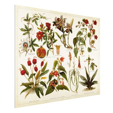 Print on forex - Vintage Board Tropical Botany II