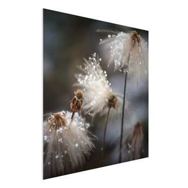 Forex print - Dandelions With Snowflakes