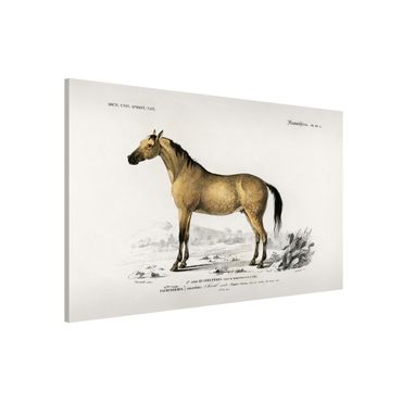 Magnetic memo board - Vintage Board Horse