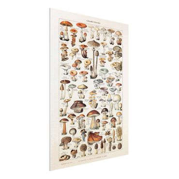 Print on forex - Vintage Board Mushrooms