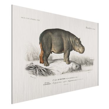Print on aluminium - Vintage Board Hippo