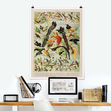 Poster - Vintage Board Birds Of Paradise