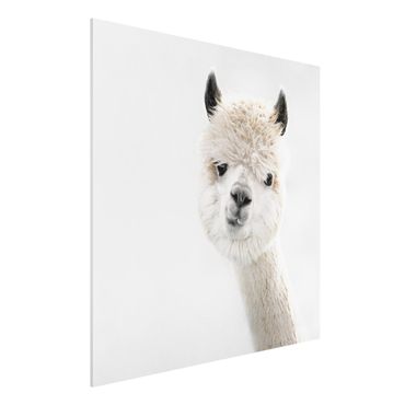 Print on forex - Alpaca Portrait - Square 1:1