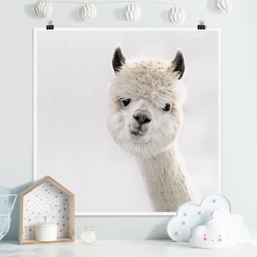 Poster - Alpaca Portrait