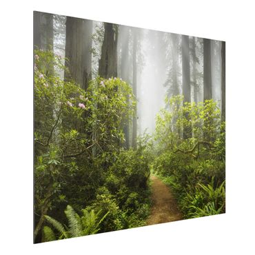 Print on aluminium - Misty Forest Path