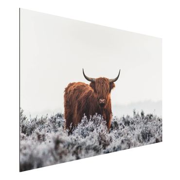 Print on aluminium - Bison In The Highlands