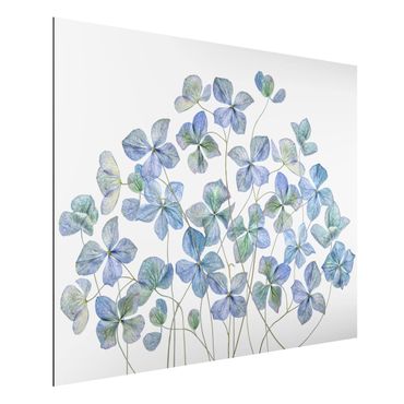 Print on aluminium - Blue Hydrangea Flowers