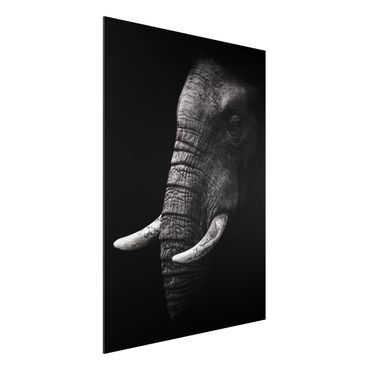 Print on aluminium - Dark Elephant Portrait