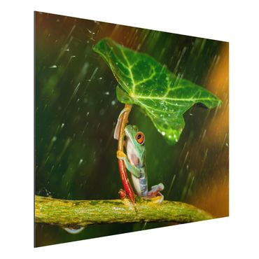 Print on aluminium - Frog In The Rain