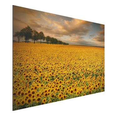 Print on aluminium - Field With Sunflowers