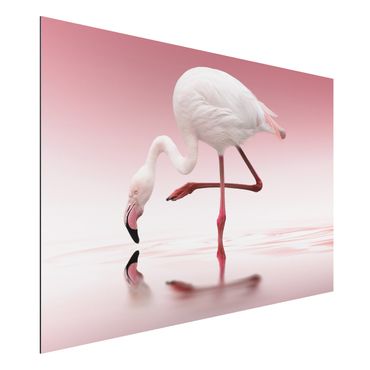 Print on aluminium - Flamingo Dance