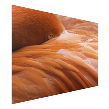 Print on aluminium - Flamingo Feathers