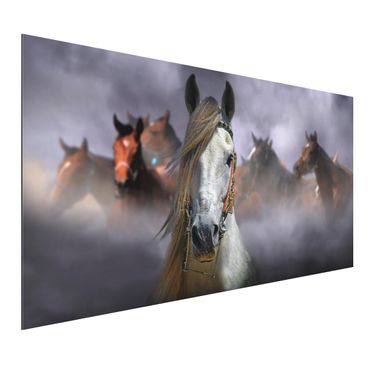 Print on aluminium - Horses in the Dust