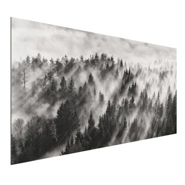 Print on aluminium - Light Rays In The Coniferous Forest