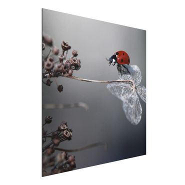 Print on aluminium - Ladybird On Hydrangea