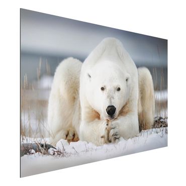 Print on aluminium - Contemplative Polar Bear