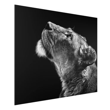 Print on aluminium - Portrait Of A Lioness