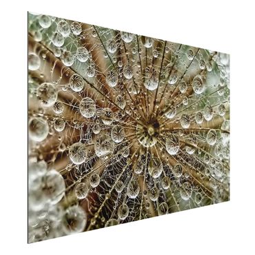 Print on aluminium - Dandelion In Autumn