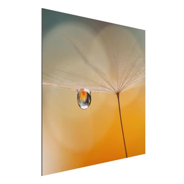 Print on aluminium - Dandelion In Orange