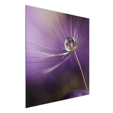 Print on aluminium - Dandelion In Violet