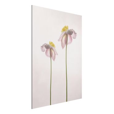 Print on aluminium - Pink Anemone Blossoms