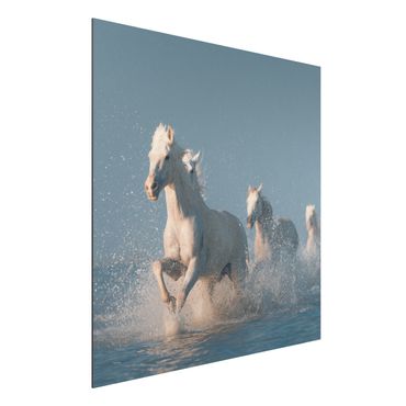 Print on aluminium - Herd Of White Horses