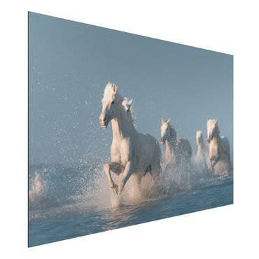Print on aluminium - Herd Of White Horses
