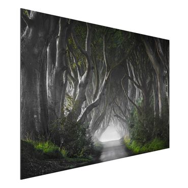 Print on aluminium - Forest In Northern Ireland