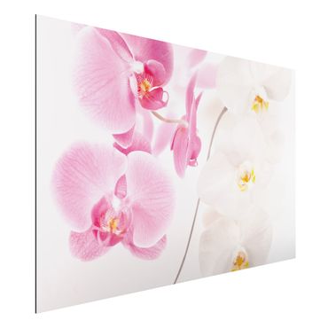 Print on aluminium - Delicate Orchids