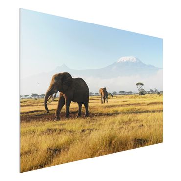 Print on aluminium - Elephants In Front Of The Kilimanjaro In Kenya
