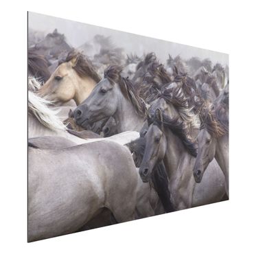 Print on aluminium - Wild Horses