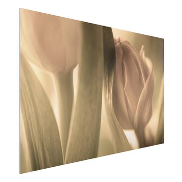 Print on aluminium - Delicate Tulip