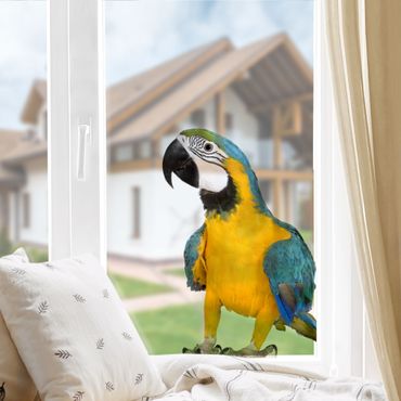 Window sticker - Macaw