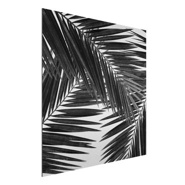 Print on aluminium - View Through Palm Leaves Black And White