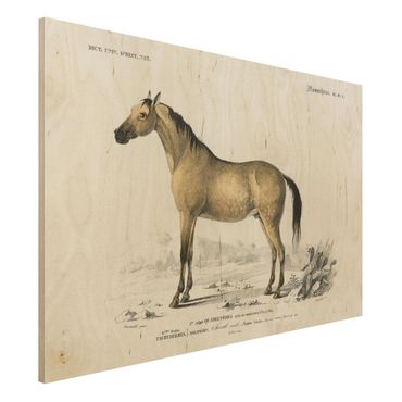 Print on wood - Vintage Board Horse