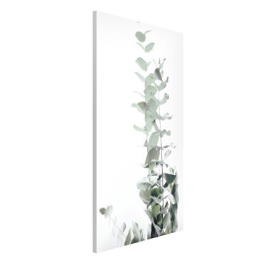Magnetic memo board - Eucalyptus In White Light