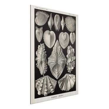 Print on aluminium - Vintage Board Shells II
