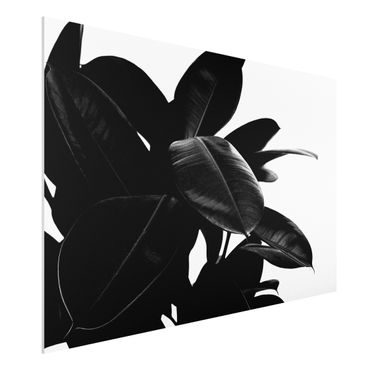 Print on forex - Rubber Tree Black And White