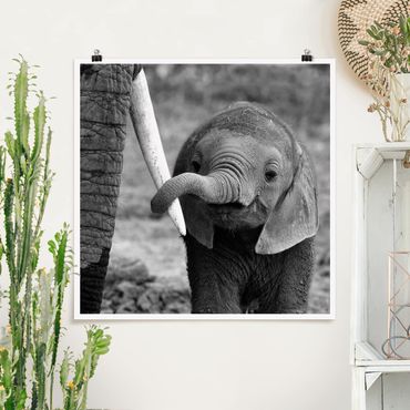 Poster - Baby Elephant