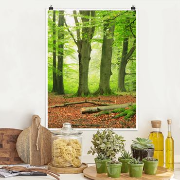 Poster forest - Mighty Beech Trees