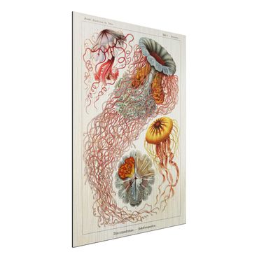 Print on aluminium - Vintage Board Jellyfish