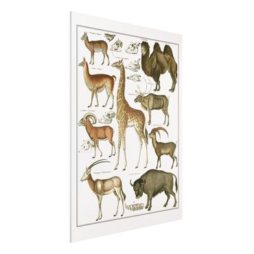 Print on forex - Vintage Board Giraffe, Camel And IIama