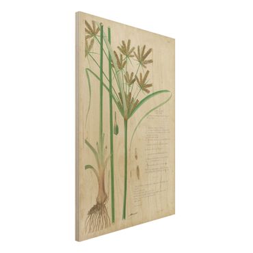 Print on wood - Vintage Botany Drawing Grasses I