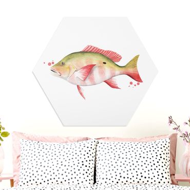Forex hexagon - Color Catch - Northern Red Snapper
