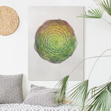 Canvas print - WaterColours - Mandala Succulent